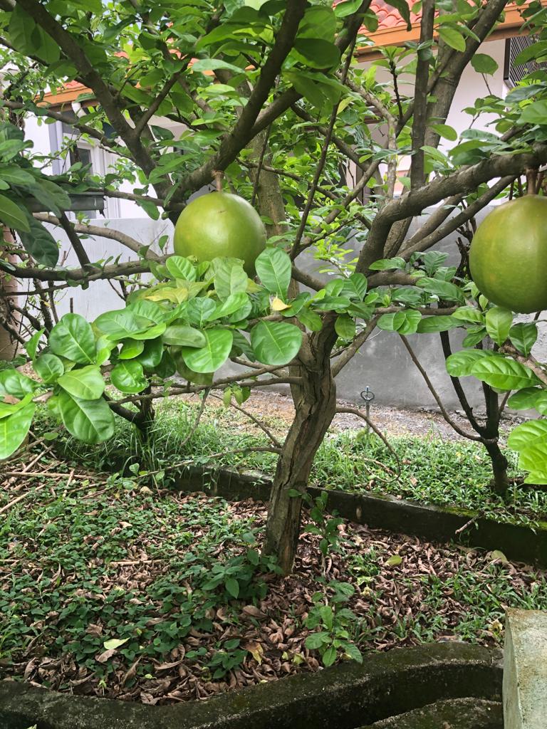 cure kl cure malaysia